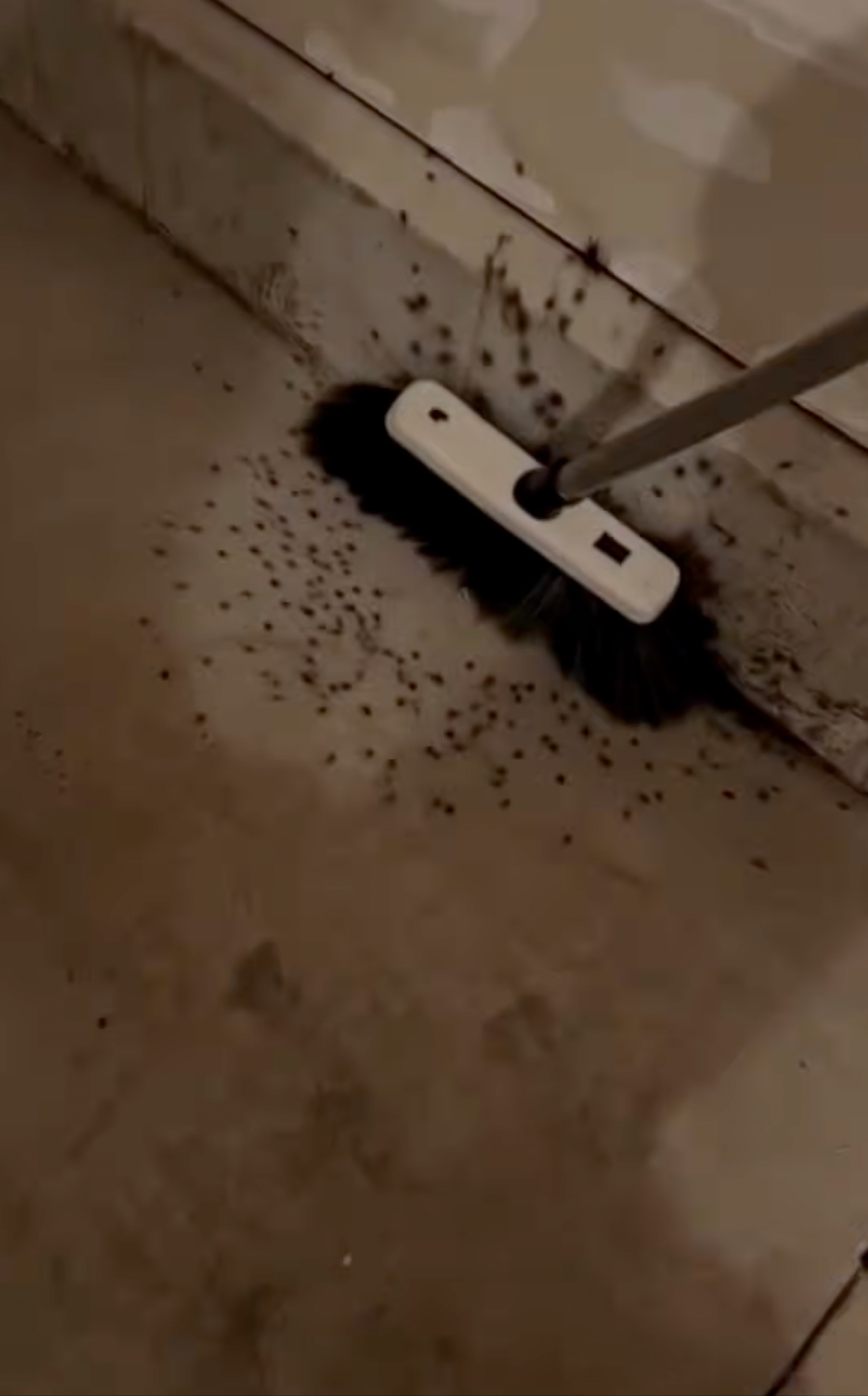 Baby spiders scattered under a broom on a garage floor