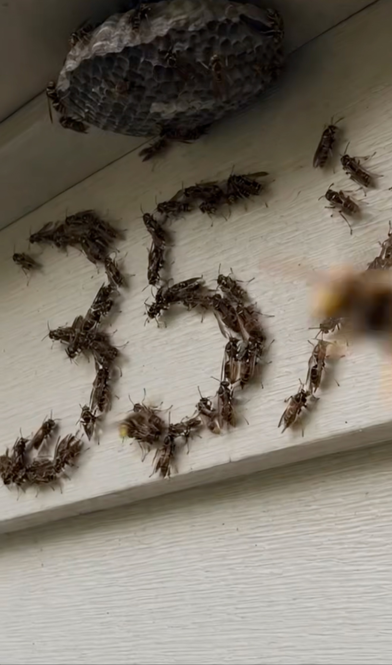 Wasps building out promotional numbers on a nest