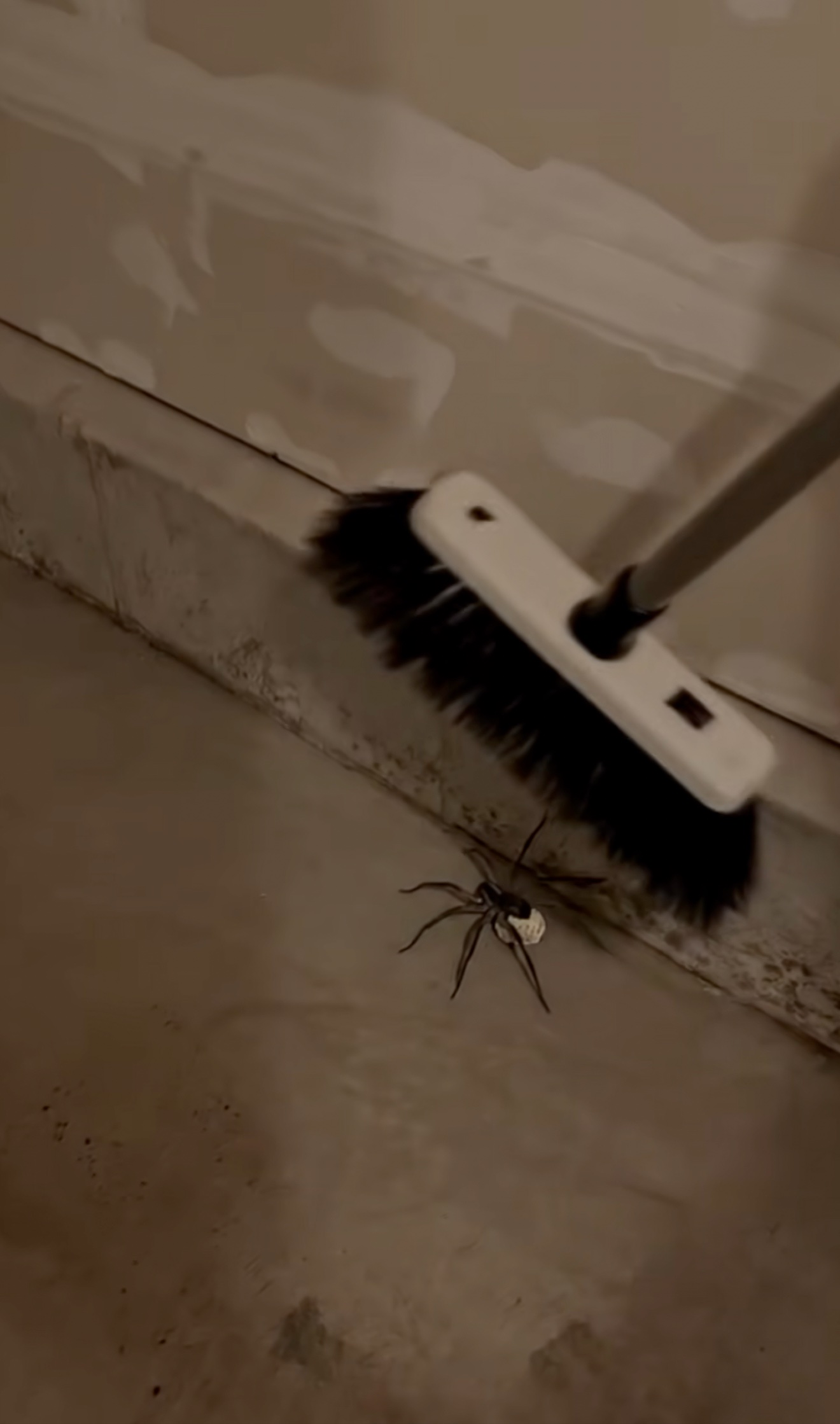 Wolf spider with egg sac under a broom on garage concrete